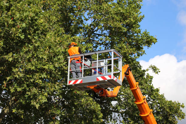 Trusted Casper, WY  Tree Services Experts