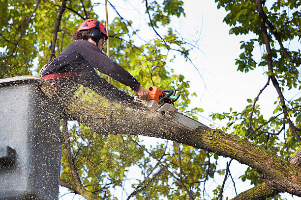 Best Palm Tree Trimming  in Casper, WY